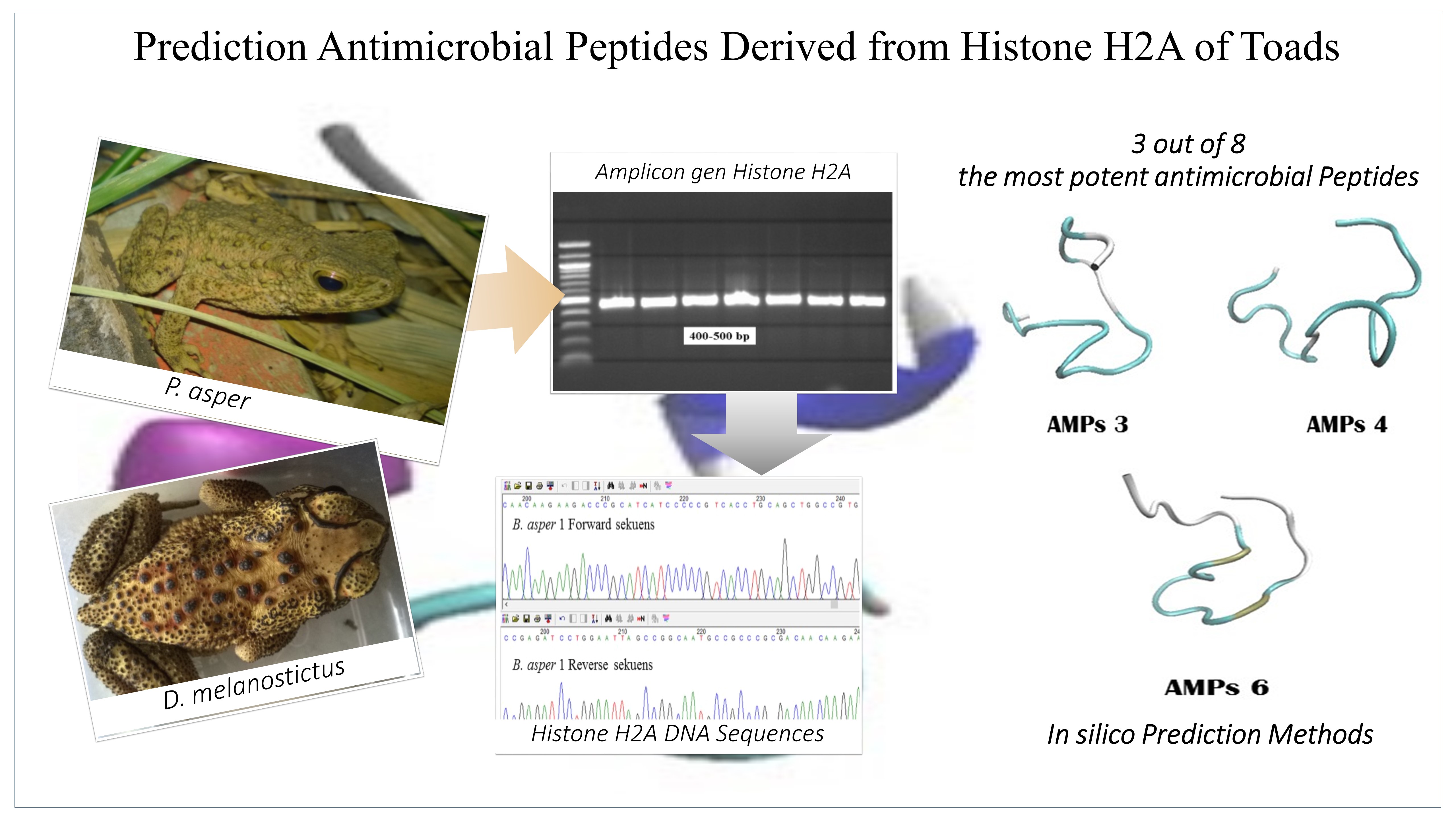 Prediction Antimicrobial Peptides Derived from Histone H2A of Toads