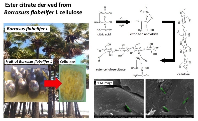 Characteristic Of Cellulose Isolated From Papyrus Fibers Borrasus Flabelifer L And Its Citrate Ester Solo The Journal Of Pure And Applied Chemistry Research