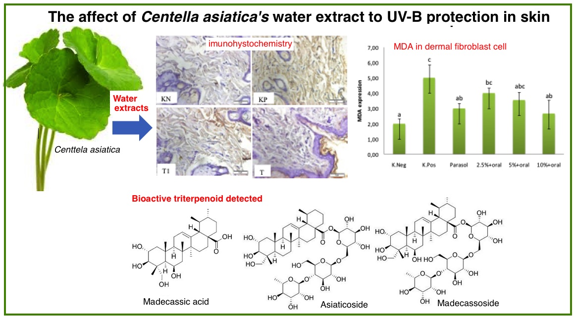 Effects of Oral and Topical Application of Centella asiatica Extracts on The UVB-Induced ...
